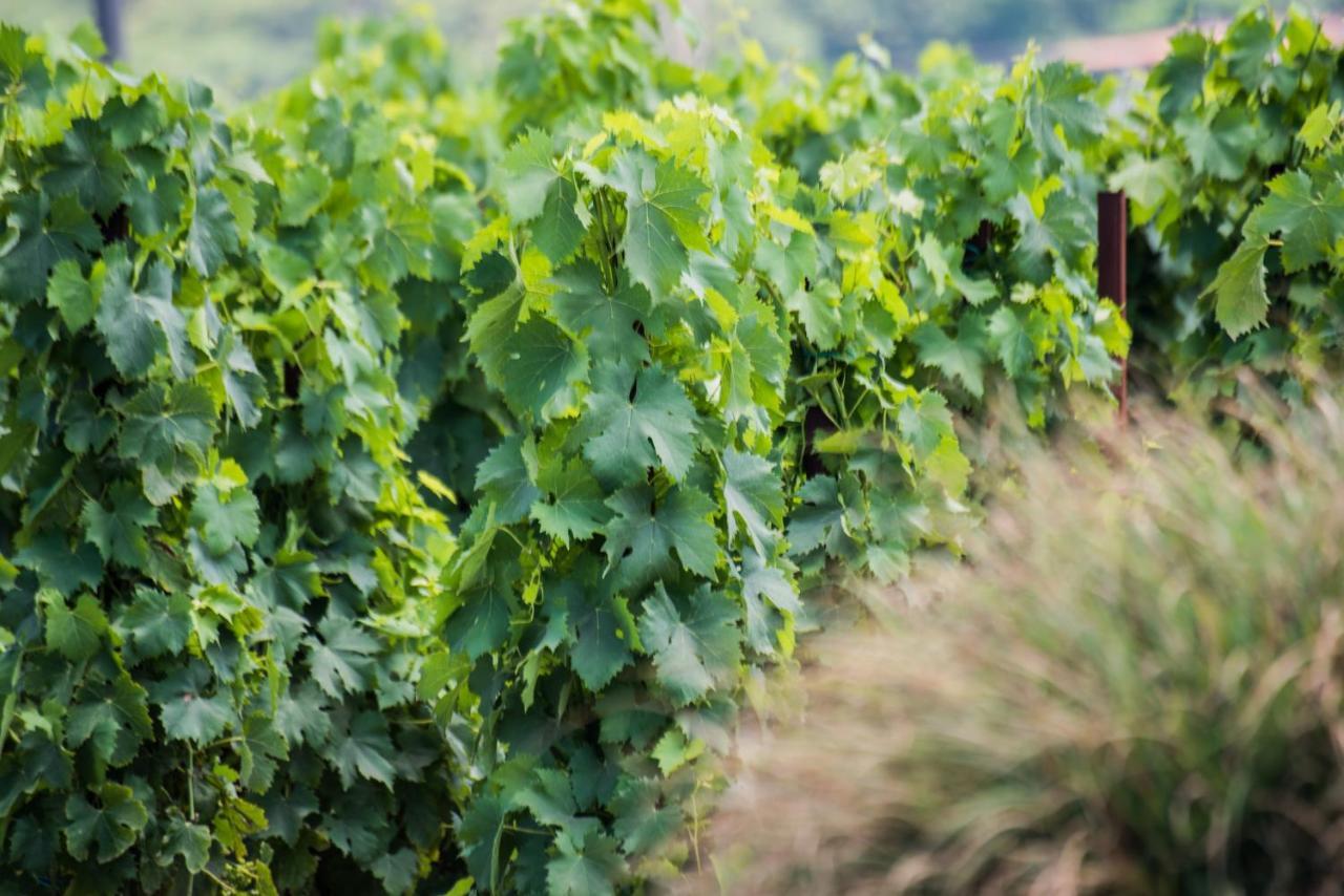 Tenuta Di Castellaro Winery & Resort Λίπαρι Εξωτερικό φωτογραφία