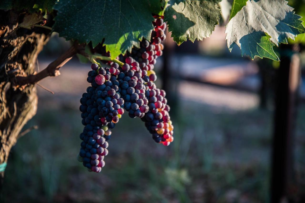 Tenuta Di Castellaro Winery & Resort Λίπαρι Εξωτερικό φωτογραφία